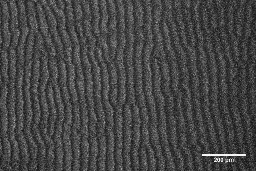 Periodic reversal of myxobacterial cells