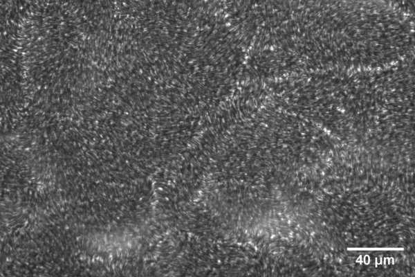 Collective motion within a <i>P. mirabilis</i> swarm